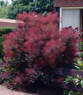 Škumpa vlasatá 'Royal Purple' extra